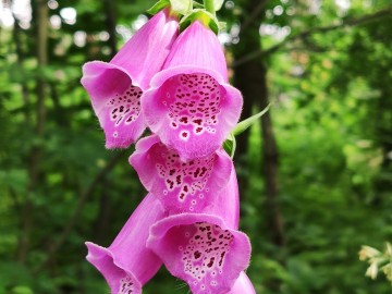 Naparstnica purpurowa (Digitalis purpurea L.) uciekinierka z przydomowego ogrodu, <p>fot. Sebastian Piskorski</p>